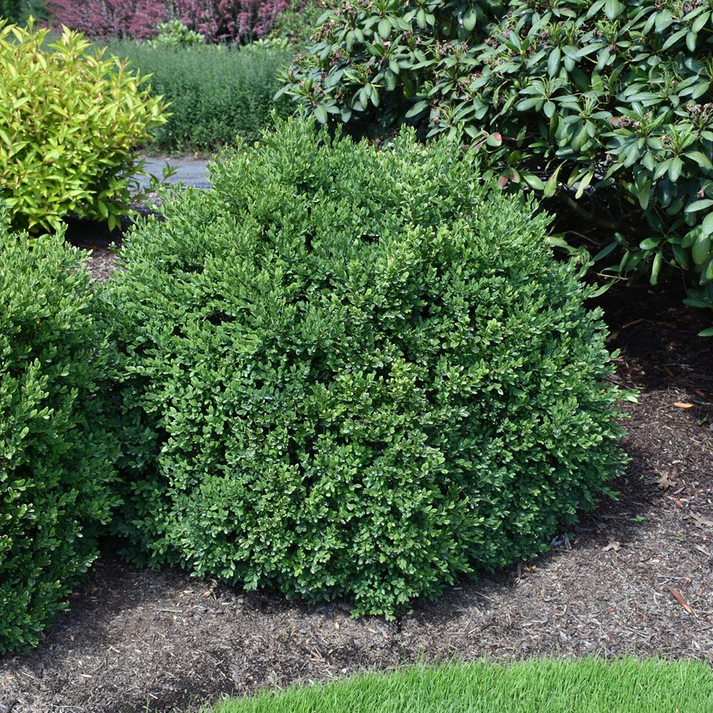 Green Velvet Boxwood SQ Green Velevet Boxwood in landscape setting