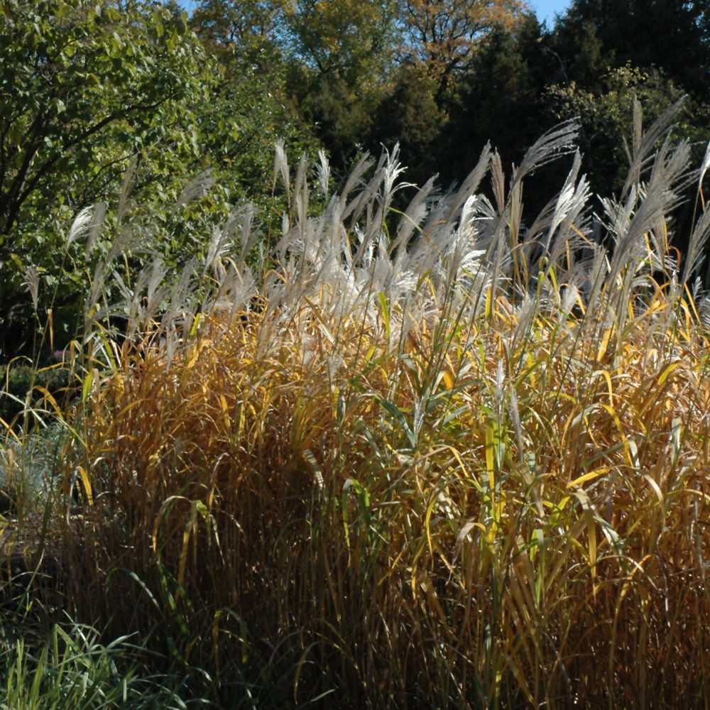 Maiden Grass 1000x1000 Perennial Ornamental Grass