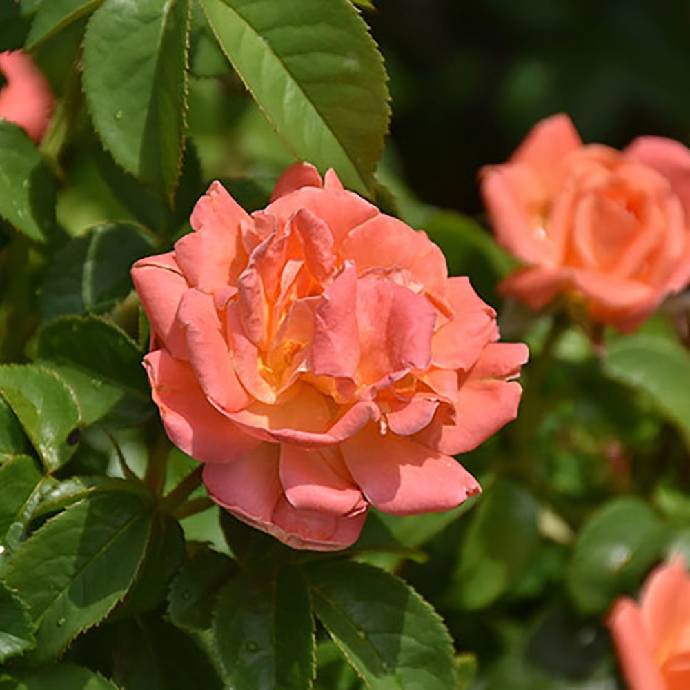 Orange Glow Knock Out Rose SQ Orange Glow Knock Out Rose in bloom