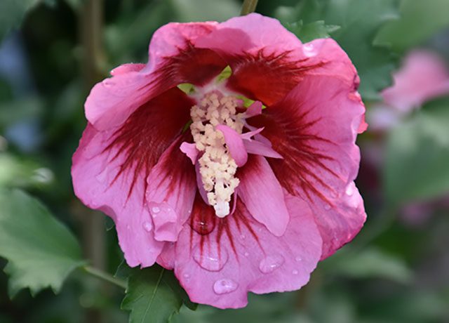 Red Pillar Rose of Sharon