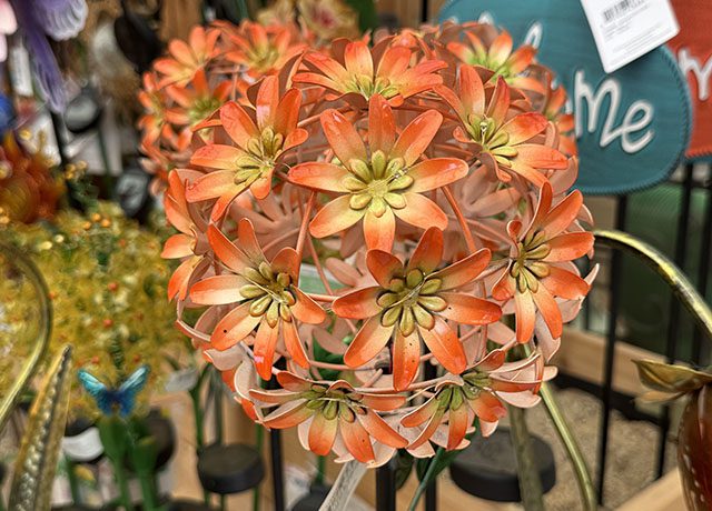 SOS 640x460 Aralia Sun King Perennial