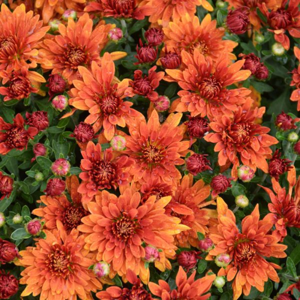 Zuma Orange Mum, 9"