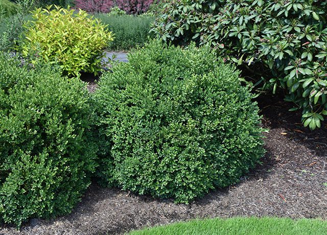 Green Velvet Boxwood in landscape