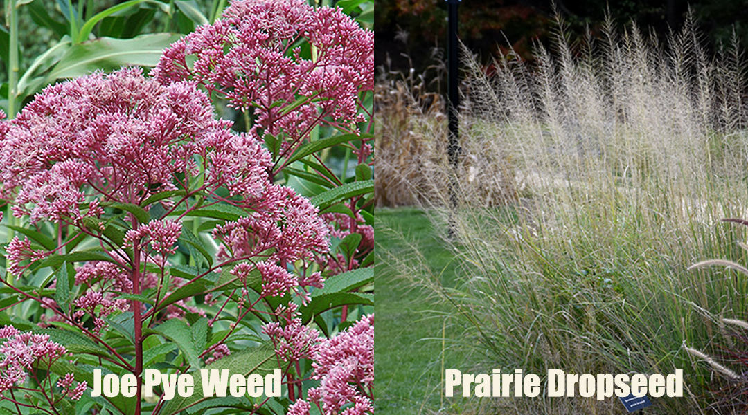 Joe Pye Weed Prairie Dropseed Natives copy Chicagoland pollinator perennials