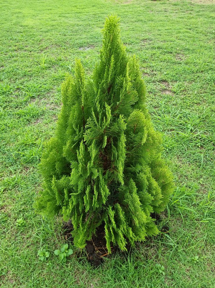Emerald,Green,Arborvitae,,,Coniferous,,Pine,Tree,,Pinus emerald green aborvitae