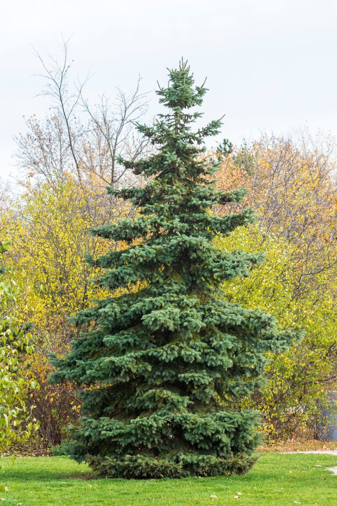 lone norway spruce