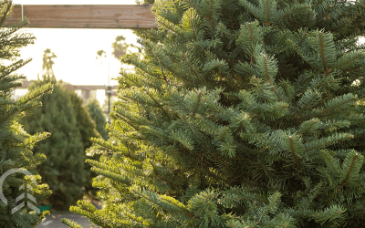 When Should You Buy Your Christmas Tree in Illinois?