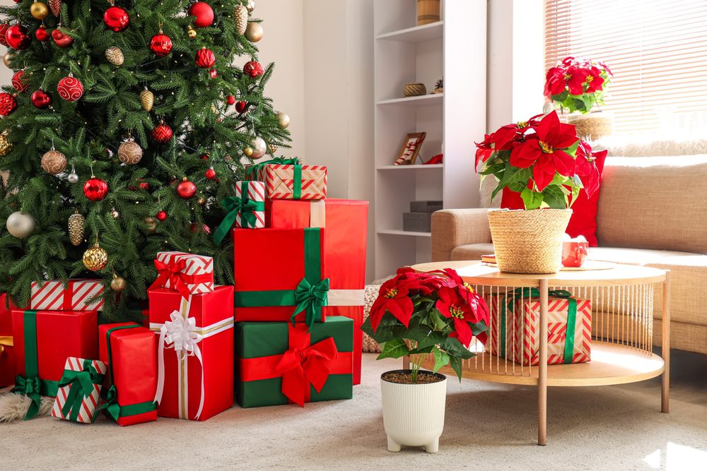 How to Keep Your Christmas Plants & Greenery Fresh
