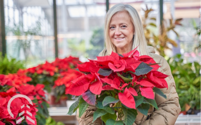 Platt Hill Nursery’s Complete Guide to Holiday Plants, Trees & Greenery