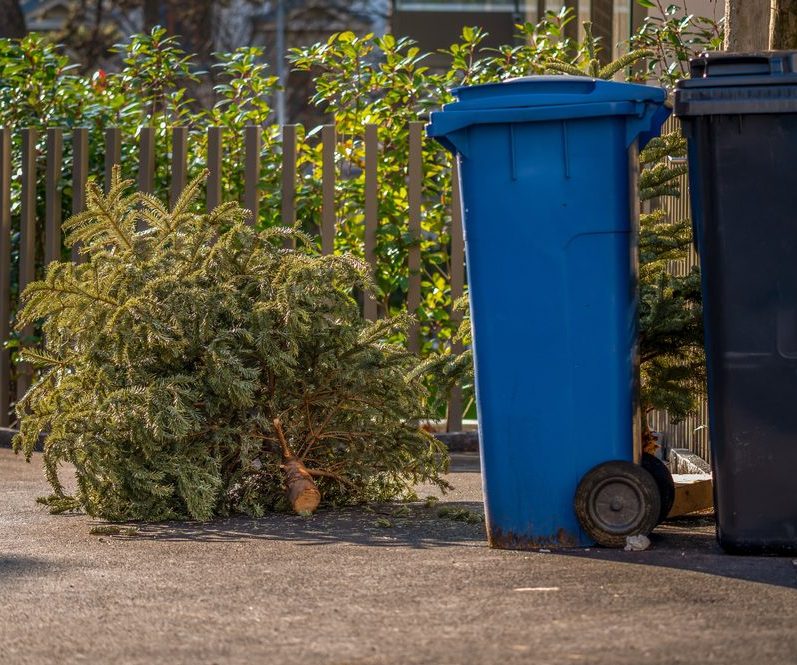 Woman shopping for plants in a Christmas nursery