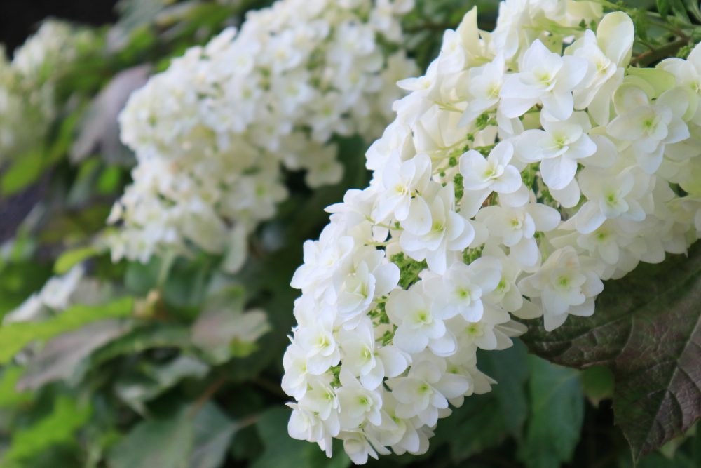 white flower of Hydrangea quercifolia