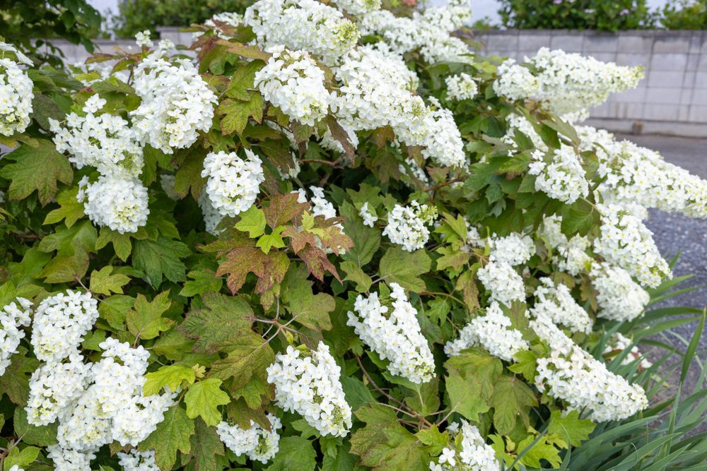 Oakleaf Hydrangea Care | Hydrangea quercifolia Planting & Growing Guide