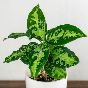 Aglaonema Pictum Tricolor, 4" Pot