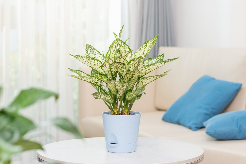 Aglaonema First Diamond (Aglaonema foliage, Spring Snow Chinese Evergreen) planted in a self watering pot. Decoration in the living room and on the desk. Houseplant care concept.