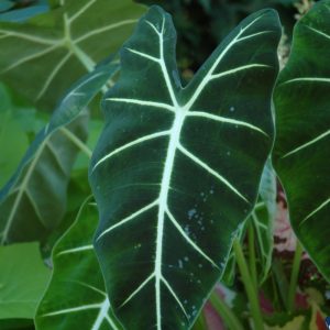 Alocasia Frydek Variegated, 4" Pot