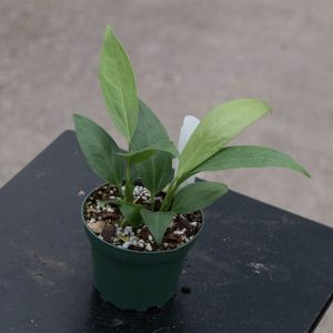 Big Bill Houseplant