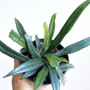 blue oil fern