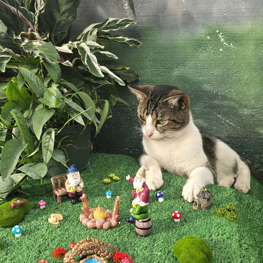 Milo and Spring Show 1000 Platt hill Nursery Cats interested in Spring Flower Show