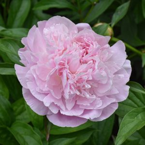 Sarah Bernhardt Peony, 2 Gallon Pot