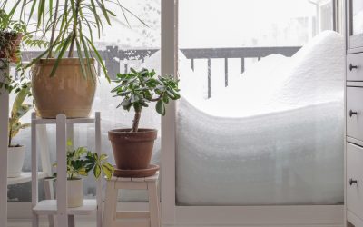 The Top Must-Have Houseplants for Winter: Collector Favorites & Easy-Care Picks