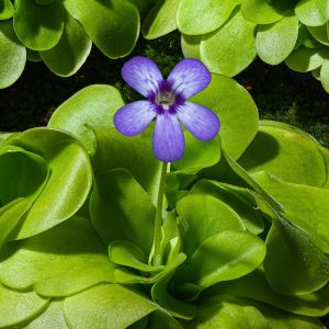 Butterwort, 3"