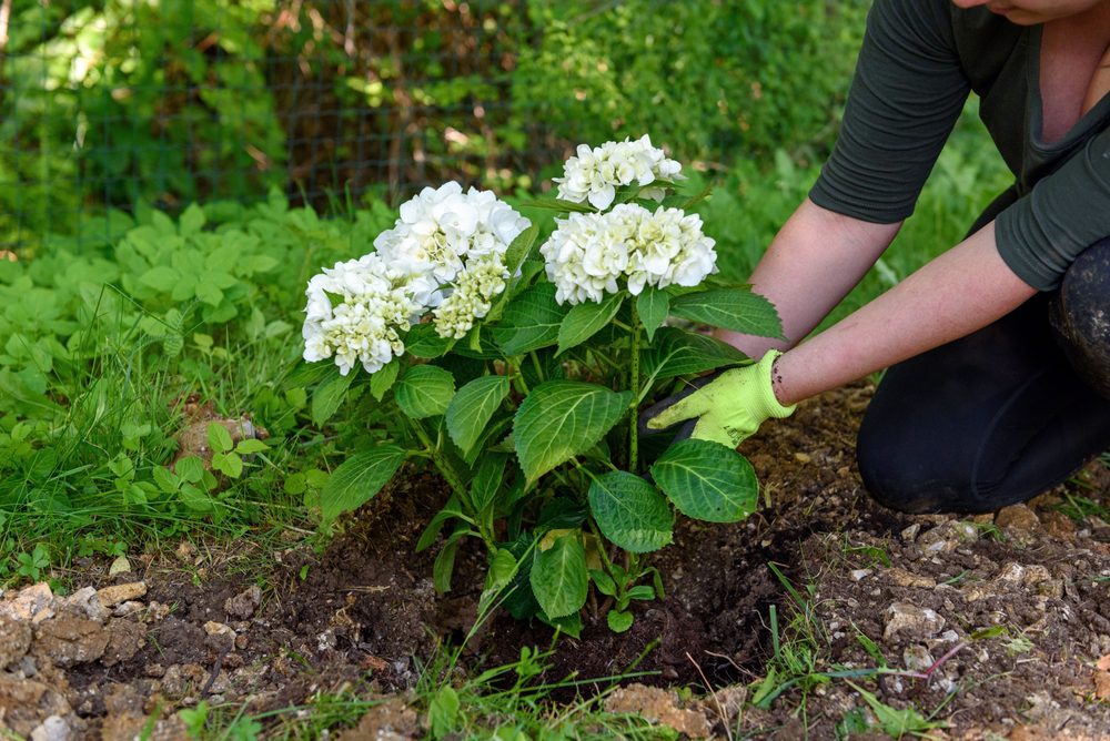 planting smooth hydrangea