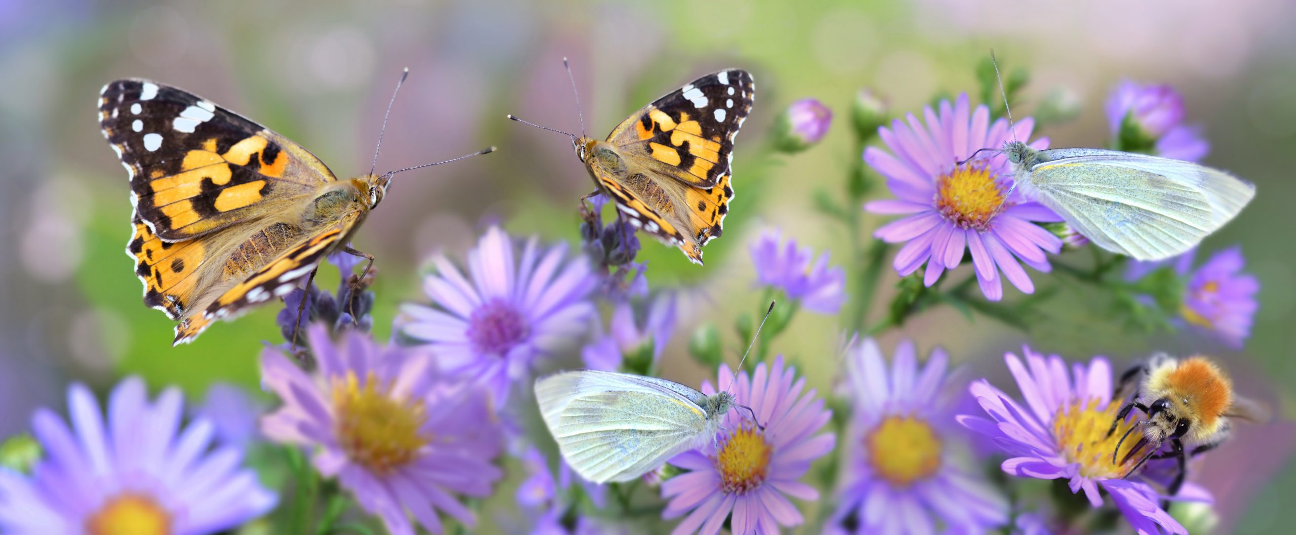 Butterflies and Bees on purple flowers