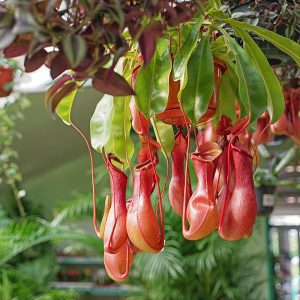 Pitcher Plant Near me