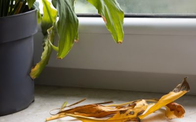 Why Your Houseplants Struggle in Winter (And How to Fix It Fast)