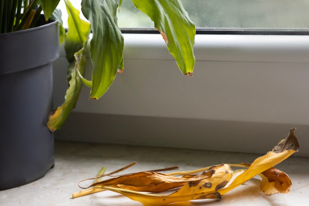 Why Your Houseplants Struggle in Winter (And How to Fix It Fast)