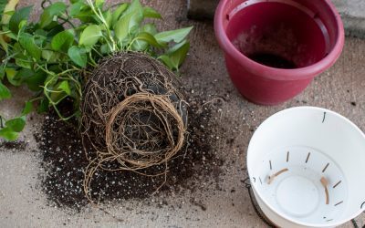 The Great Repotting Window: Is Your Houseplant Root-Bound?