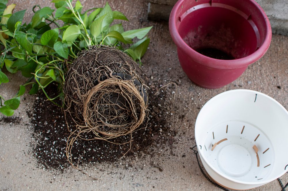 The Great Repotting Window: Is Your Houseplant Root-Bound?