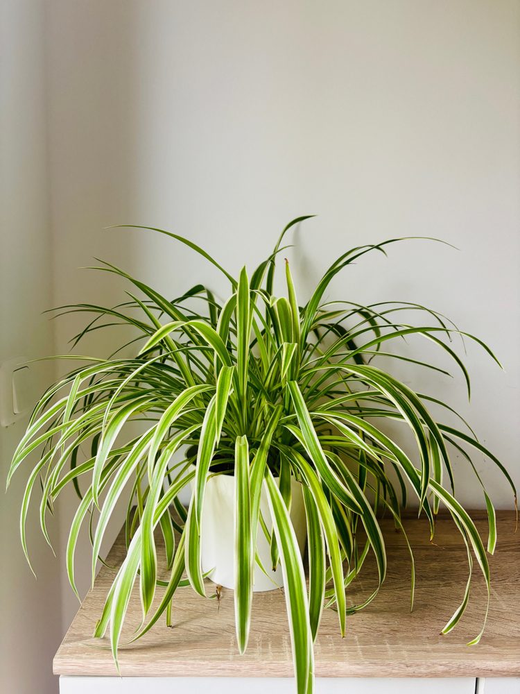 spider plant houseplant