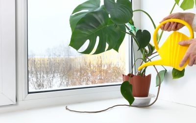 Why Your Houseplants Struggle in Winter (And How to Fix It Fast)