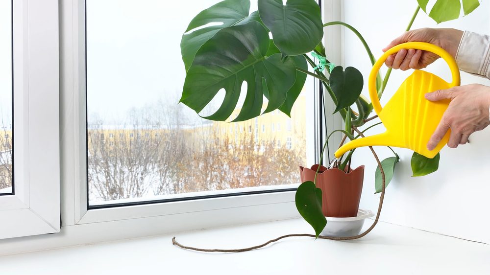 Why Your Houseplants Struggle in Winter (And How to Fix It Fast)