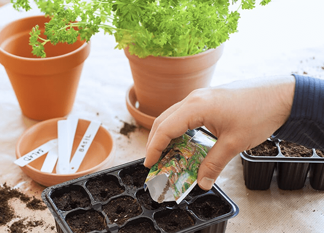 Individual planting seeds