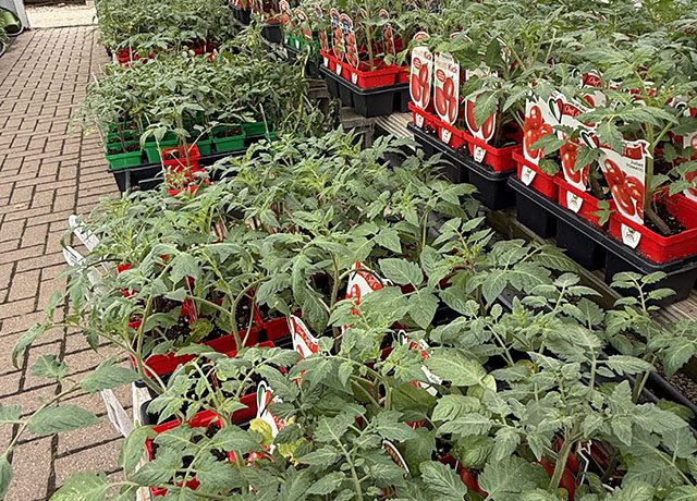 Homegrown vegetables and herbs