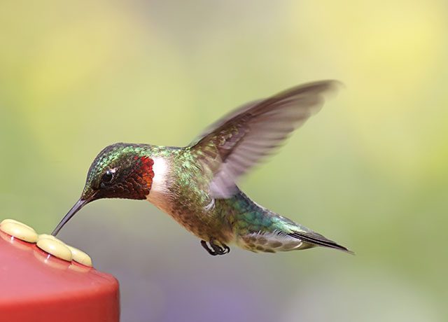 Ruby-throated Hummingbird At A Feeder Hummingbird Feeder sale