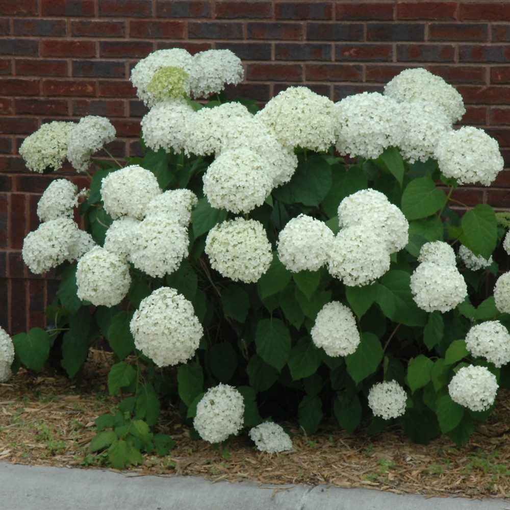Incrediball Hdrangea Shrub Platt Hill Nursery 1000x1000 Perennial Ornamental Grass