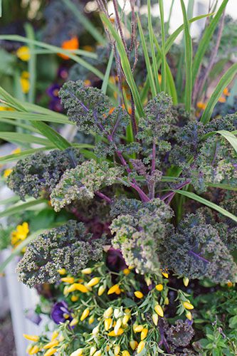Platt Hill Nursery Fall Planter 333x500 early blooming fall plants
