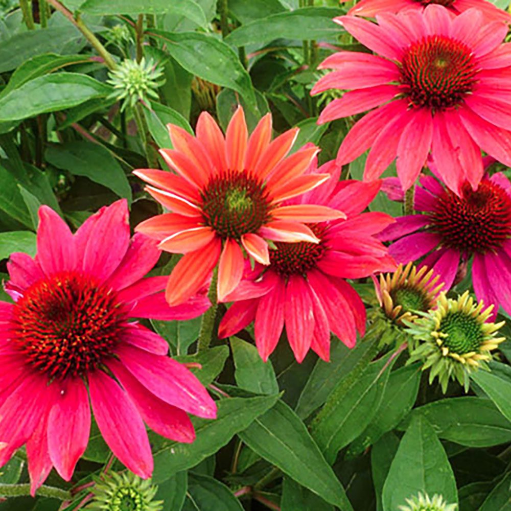 Screenshot Pollinator Friendly Perennials