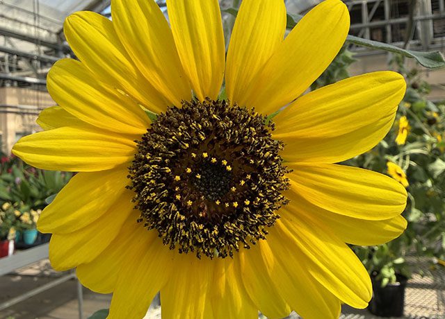 Sunfinity Sunflower