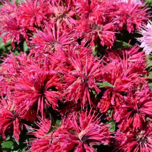 Cherry Pops Bee Balm Near Me