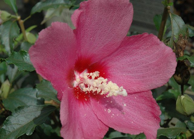 Lil Kim Red Rose of Sharon Perennial