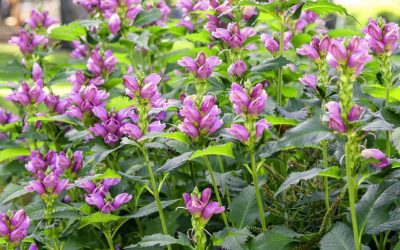 How to Start a Cut Flower Garden at Home