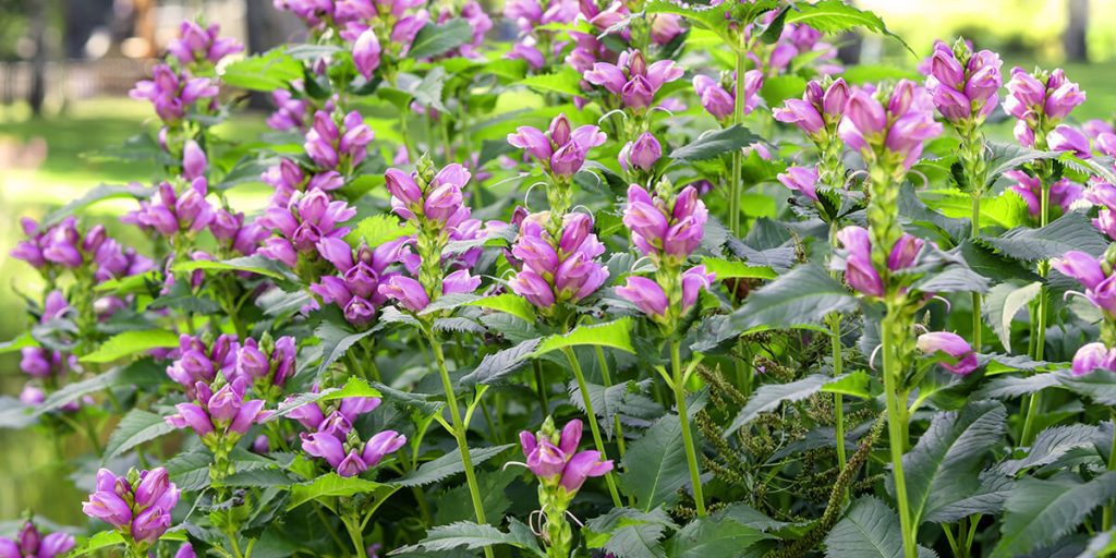 How to Start a Cut Flower Garden at Home